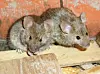 Hausmaus (Mus musculus) - mit Kot und Urin markieren sie ihre Reviere und verschmutzen dabei gleichzeitig Roh-, Halbfertig- und Fertigwaren