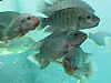 Fishes - Nile Tilapia