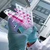 Behandschuhte Hand hält eine transparente Laborprobe mit pinker Flüssigkeit in einem Labor.