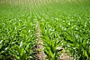 Grüne Jungpflanzen stehen in langen Reihen auf einem landwirtschaftlichen Feld.